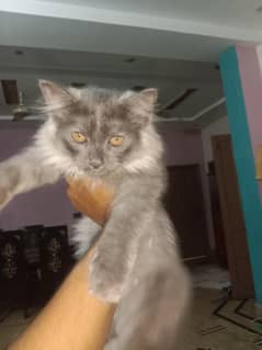 kitten