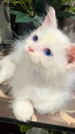blue Eyes kitten Available