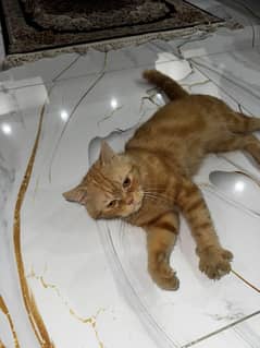 Persian cat punch face