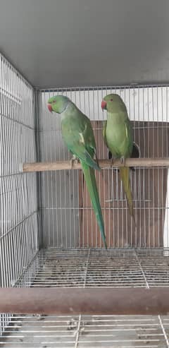 Ring neck Breeding pair