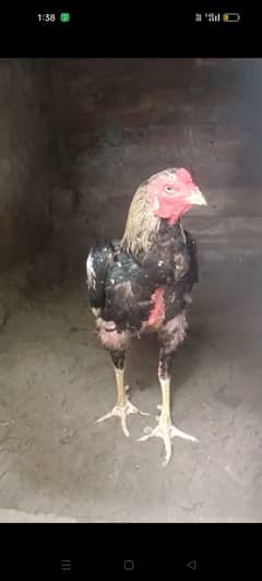Jap x Aseel full size 5kg ka outclass patha