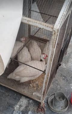 white guinea fowl pairs