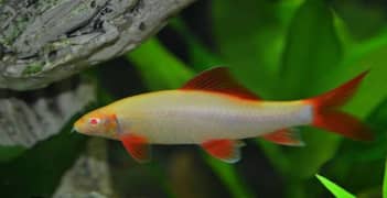 Fishes For Sale (urgent sale bcz of space issue)