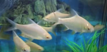 Fish Albino Red Eyes Tinfoil Barb Pair for sale