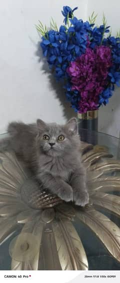 3 months old kitten for sale