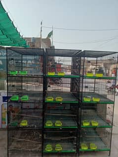 Parrots