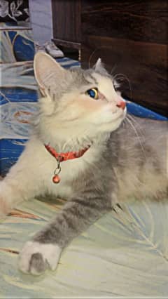 Persian cat age 12m female