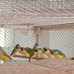 Lady Gouldian Finches