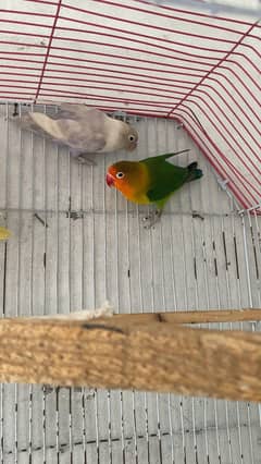 lovebird