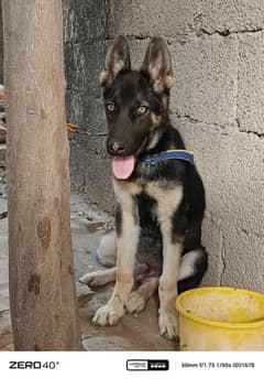 Alsatian