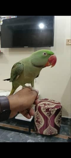 raw jambo size male fully hand temed