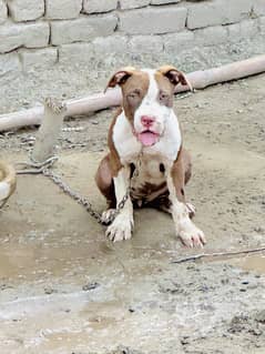 American Pitbull female pup available