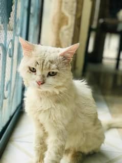 persian cat 