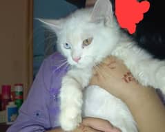 Persian cat odd eyes age 3 months healthy and very active