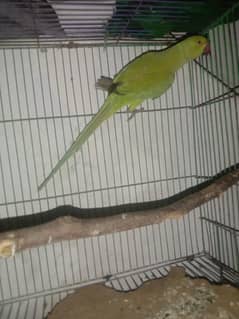 green Parrot for sale 03054636833