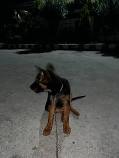 German puppy pair