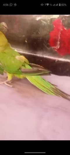 Parrot