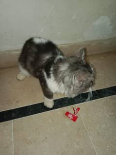 persian cat