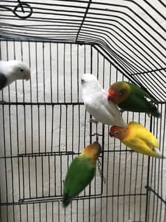 lovebirds