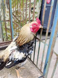 pure aseel murga for sale