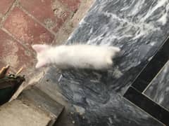 Kitten