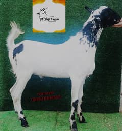 taddy goats / Bakra / Sheep | bakra / بکرا / desi goat