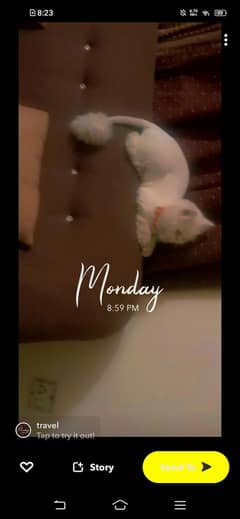 pershion cat tripple coat cutting kre hue hai for sale 8000