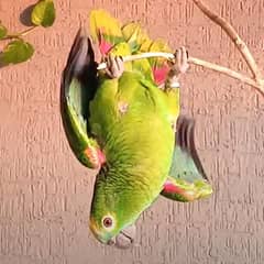Blue-fronted Amazon female