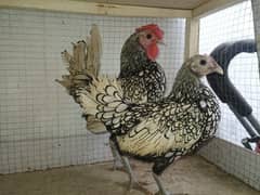 silver sebright pair