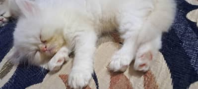 kitten