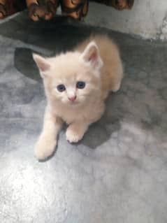 triple coated pure Persian kittens LONG HAIR