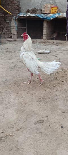 Paper White Heera chicks for sale. granty of white Breed.