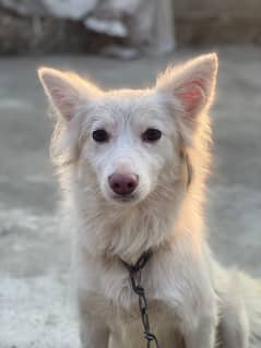 Russion Dog pair Male age 2 year female age 1.5  for saleyear