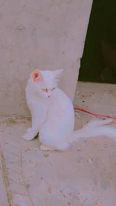 persion cat