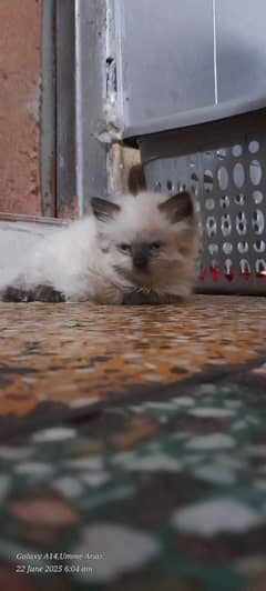 Himalayan Kittens