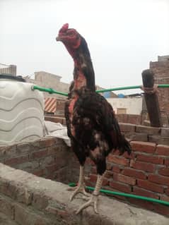 Pura aseel murga fiter