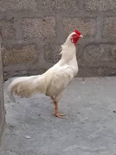 Heera / Hira aseel murga