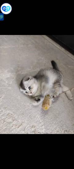 British Scottish Fold