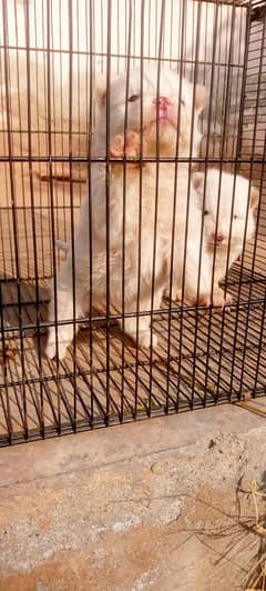 Russian puppies for sale