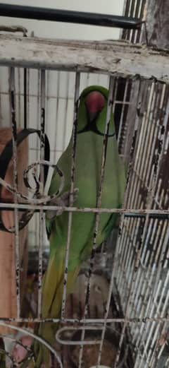 Talking