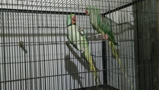 Breeder