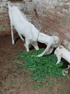 Gulabi