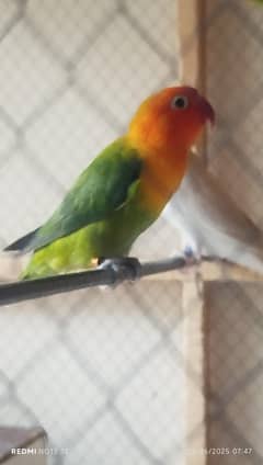 love bird breeding pair