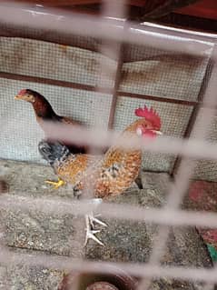 Active hens