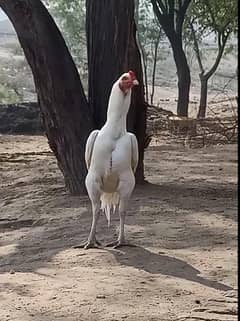 white Hera aseel pair
