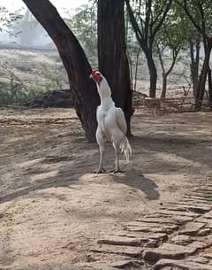white Hera aseel pair