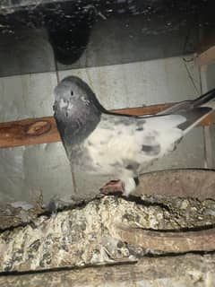 bohat hi zabardast old breed choha breed  key pathay pathya for sale