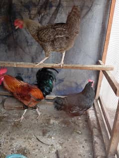 desi hens