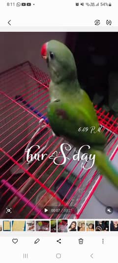 Parrot for sell