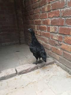 Ayam Cemani for urgent sale